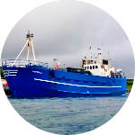 Havgull